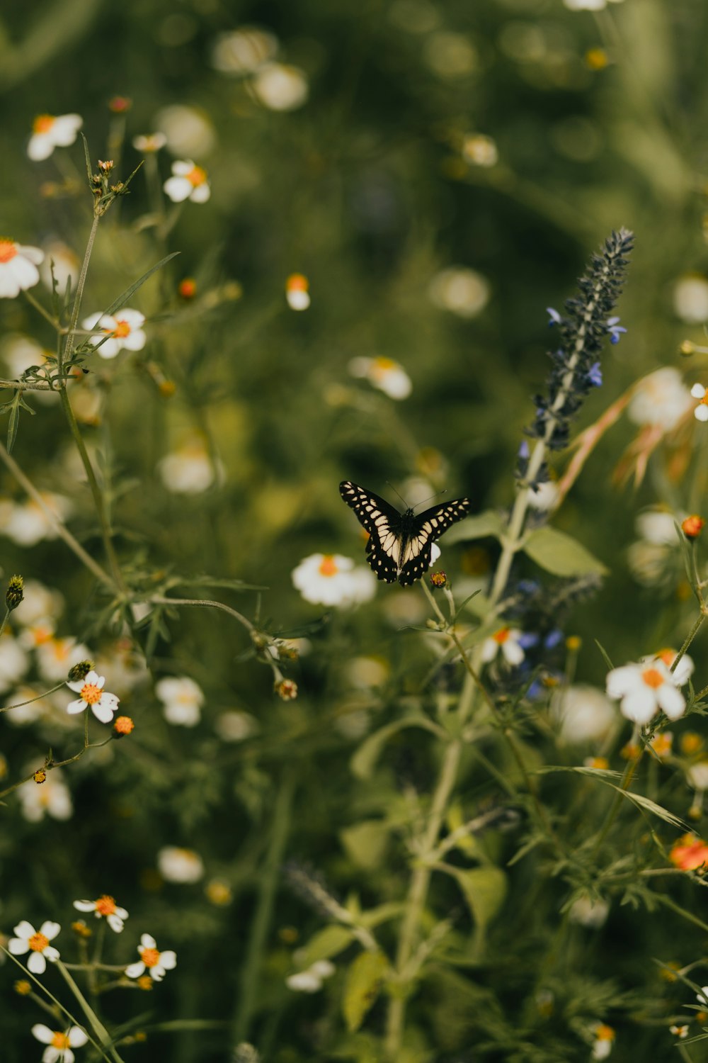 a butterfly sitting on a flower in a field