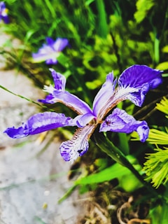 A vibrant purple iris flower with delicate, ruffled petals and intricate patterns. The flower stands out against a blurred background of green foliage, creating a striking contrast.