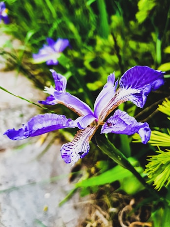 A vibrant purple iris flower with delicate, ruffled petals and intricate patterns. The flower stands out against a blurred background of green foliage, creating a striking contrast.