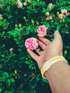 A hand is gently holding two pink roses among lush green foliage. The person is wearing a white wristband that has yellow and red text.