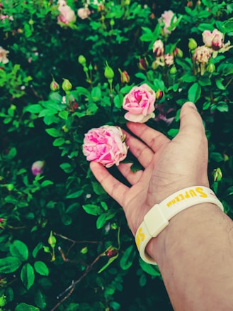 A hand is gently holding two pink roses among lush green foliage. The person is wearing a white wristband that has yellow and red text.