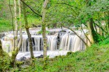 A lush, green forest scene with a small waterfall cascading over rocks in the background. The water flows smoothly, contrasting with the vibrant greenery of the surrounding trees and foliage. Tall trees with slender trunks frame the view, adding depth and a natural, serene atmosphere.