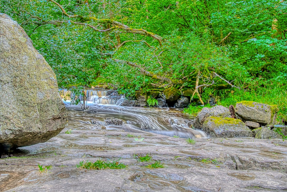 a river running through a lush green forest