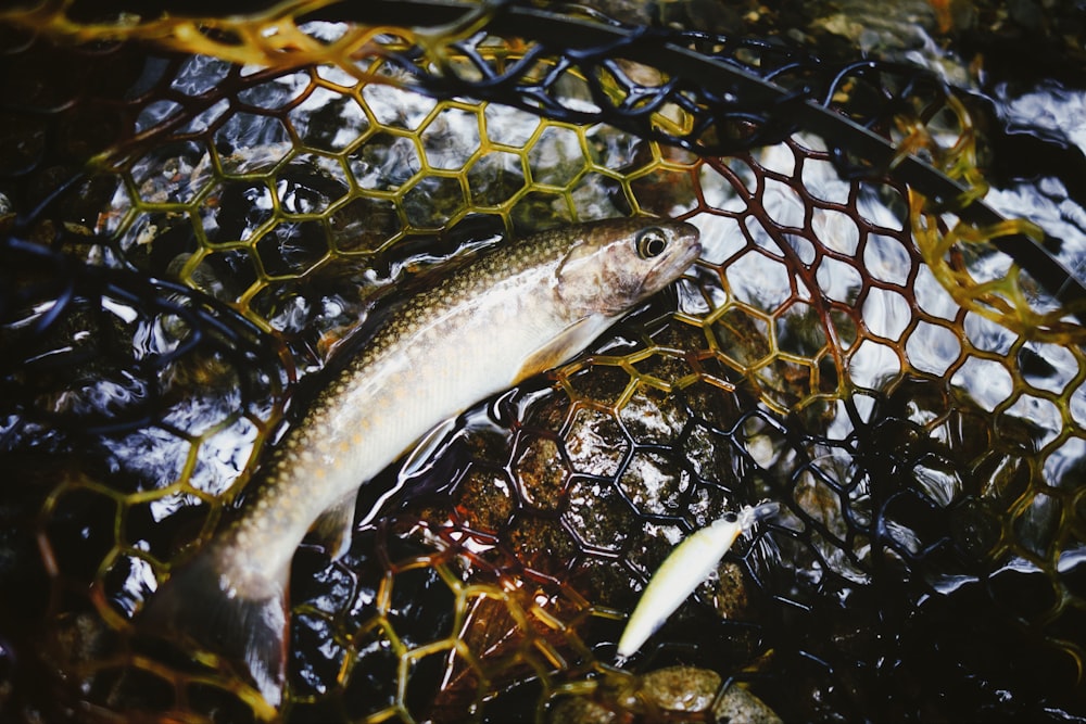 um peixe que está sentado em alguma água