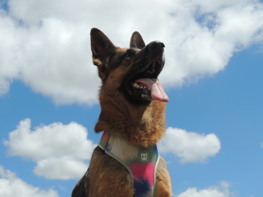 A German Shepherd dog wearing a colorful harness is looking upwards with an open mouth, set against a bright blue sky filled with fluffy white clouds.