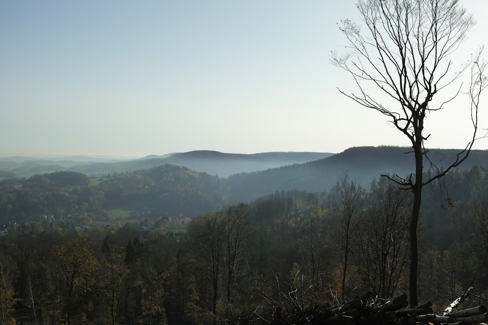 una vista di una valle con alberi in primo piano