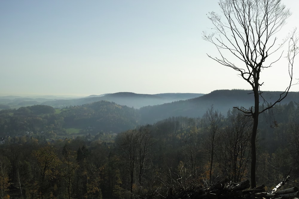 a view of a valley with trees in the foreground