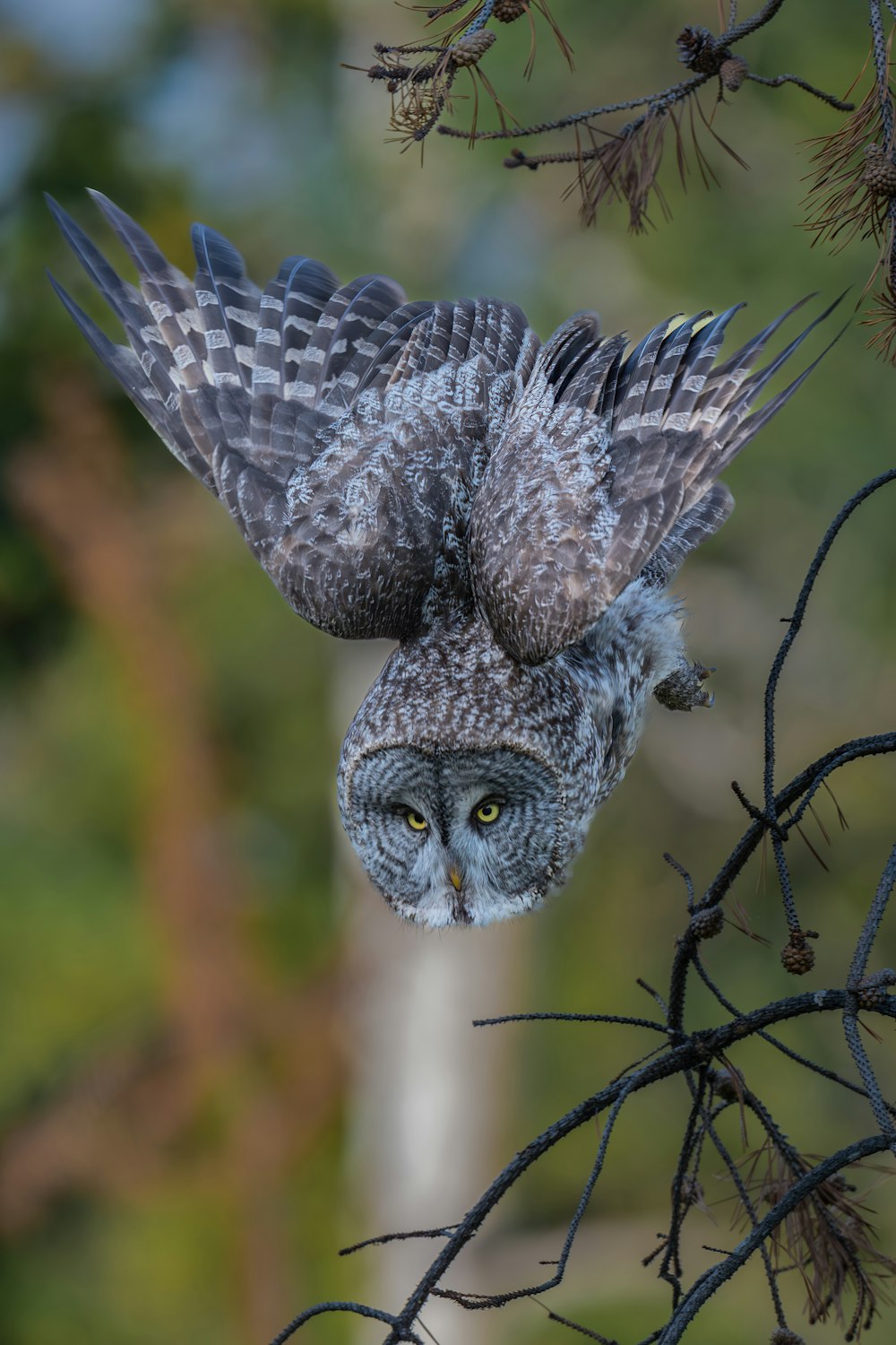 Un búho está posado en la cima de la rama de un árbol