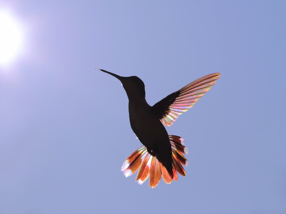 a bird flying in the air with its wings spread