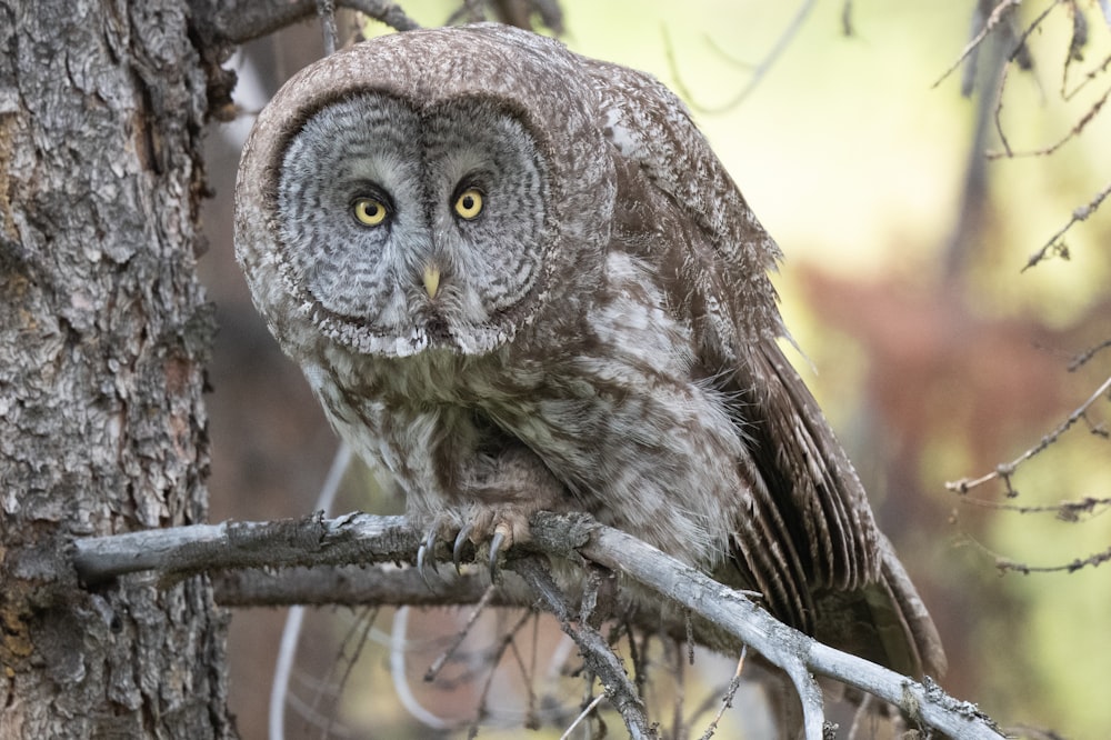 an owl is perched on a tree branch