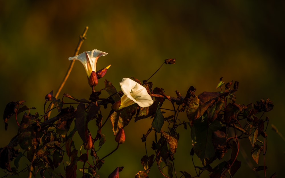 a white flower on a tree branch in the sun