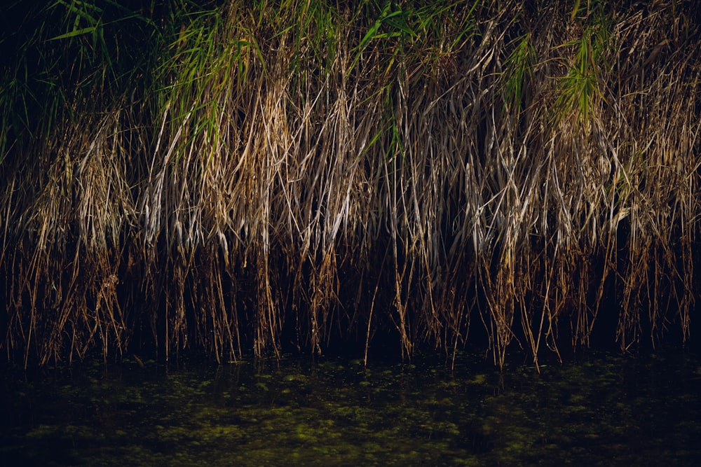 a group of trees that are next to a body of water