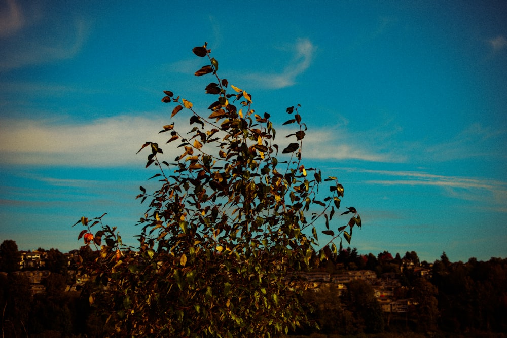 a very tall tree with lots of leaves on it