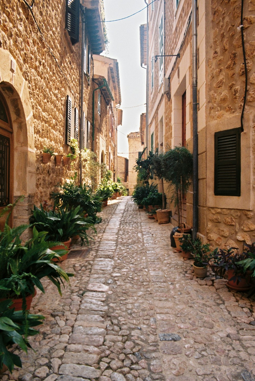 a narrow cobblestone street lined with potted plants