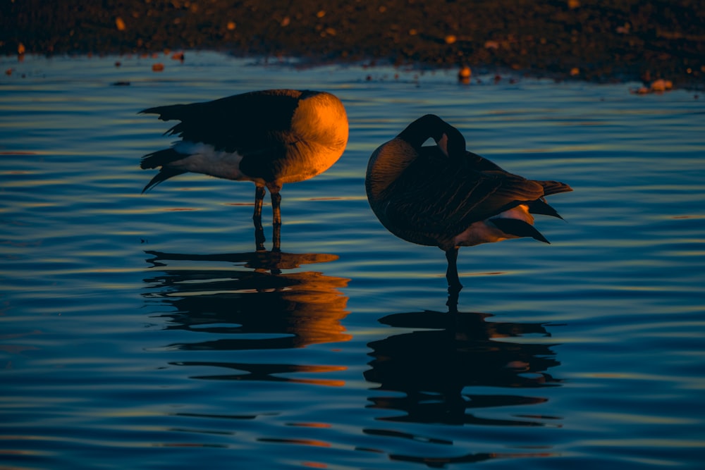 a couple of birds standing on top of a body of water