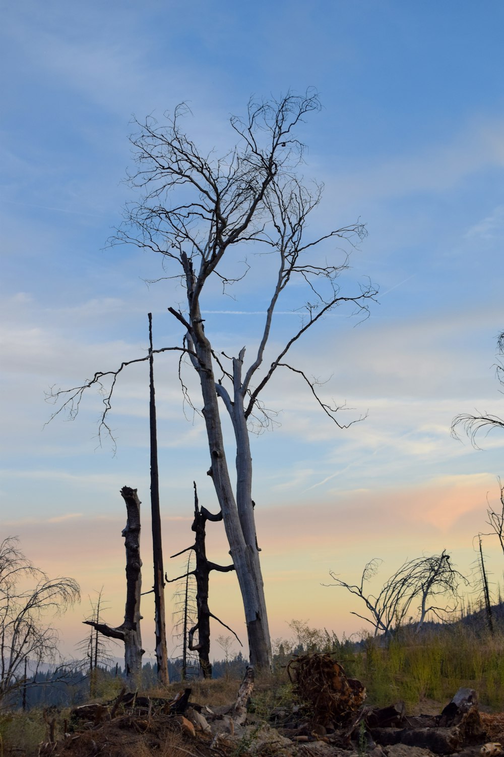 a group of dead trees standing in the middle of a field