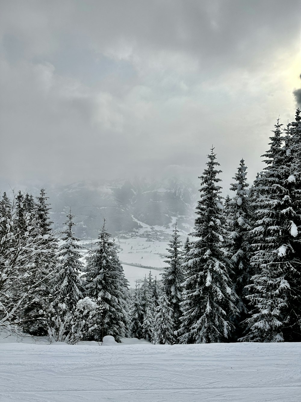 a snowy landscape with trees and a mountain in the background