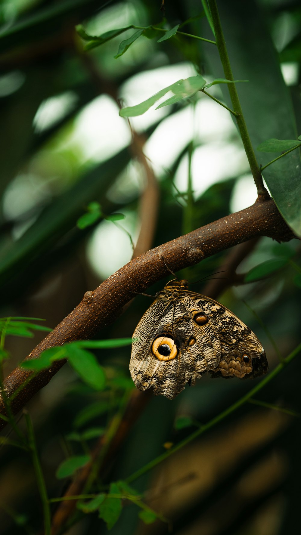 a butterfly sitting on a branch in a tree