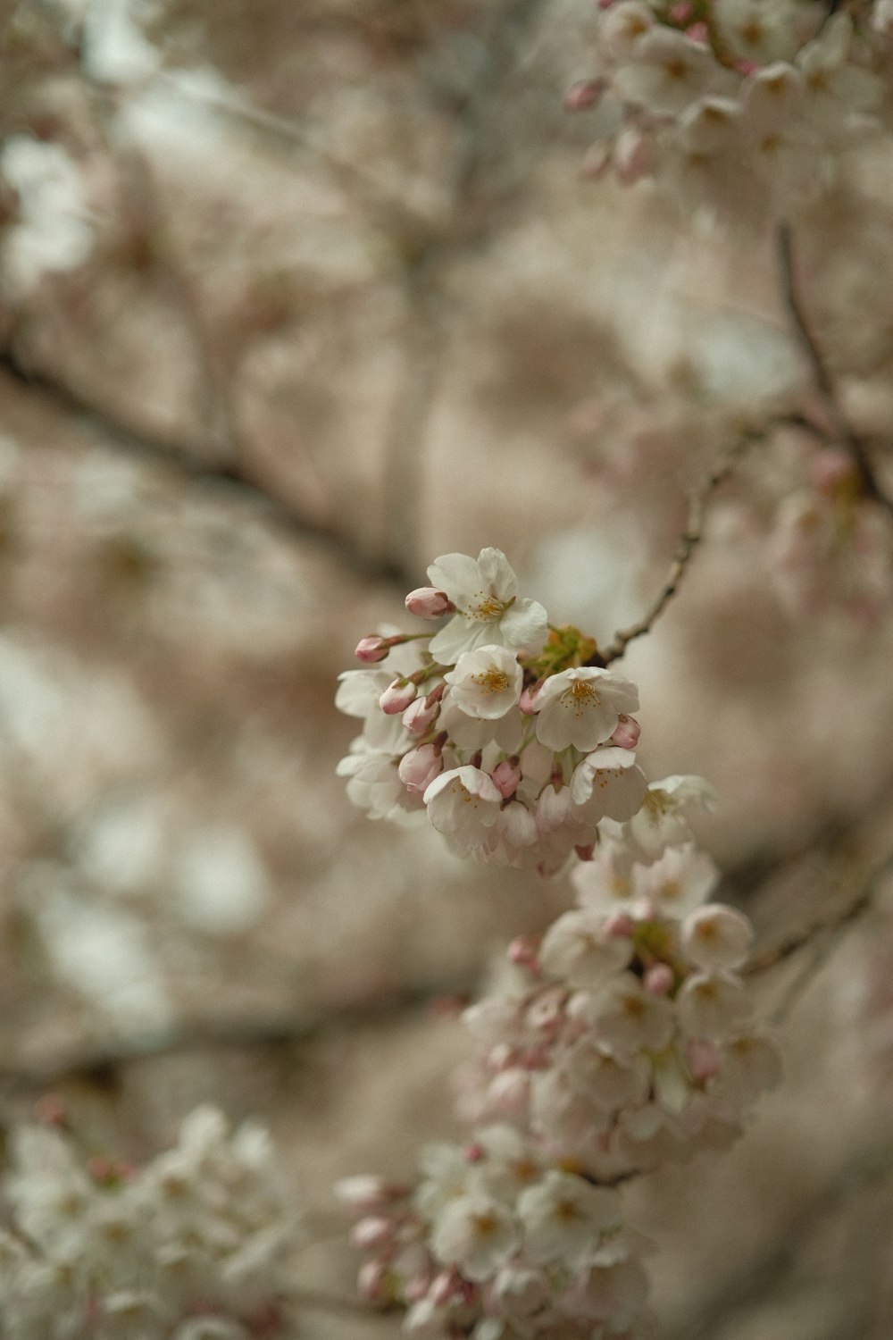 a close up of a tree with white flowers