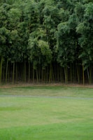 a person in a field with a frisbee