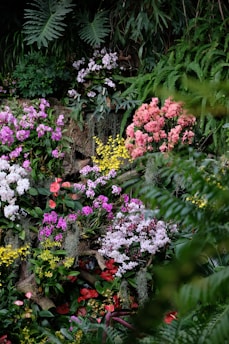 A beautiful orchid garden with vibrant flowers.