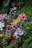 A lush and vibrant garden filled with a diverse array of flowers, including pink and purple orchids, bright yellow blooms, and deep red anthuriums. The background is rich with green foliage, ferns, and leafy plants, creating a dense jungle-like atmosphere.