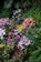 A lush and vibrant garden filled with a diverse array of flowers, including pink and purple orchids, bright yellow blooms, and deep red anthuriums. The background is rich with green foliage, ferns, and leafy plants, creating a dense jungle-like atmosphere.