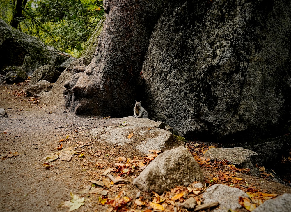 a bird is standing on a path between two large rocks