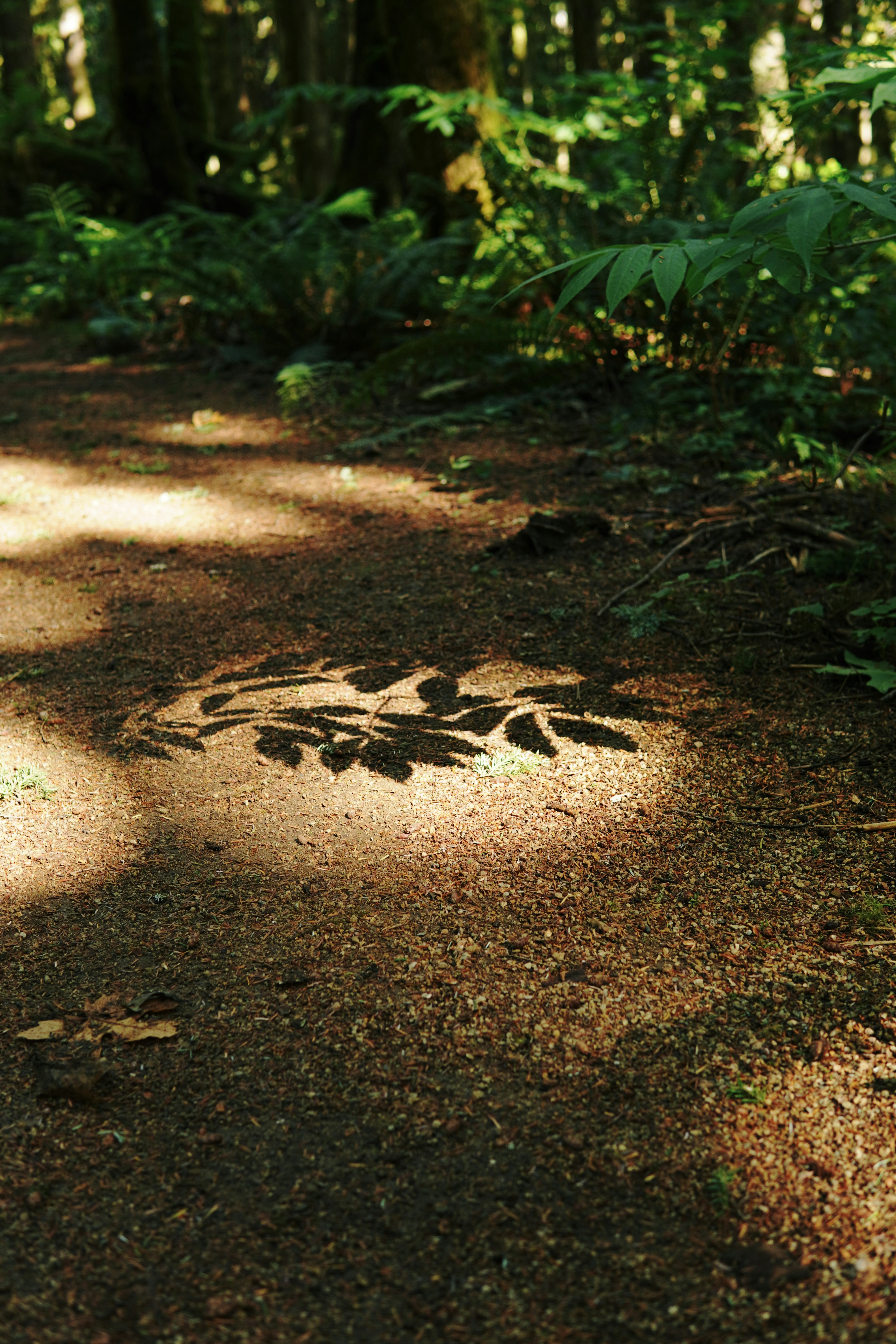 4. 特別な鍼灸治療を体験するための具体的な手順と注意点