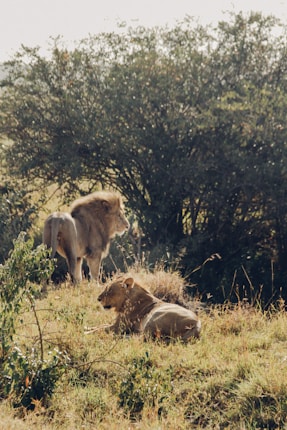 Two lions are seen in a natural setting, with one lying down in the grass and the other standing nearby. The background shows dense foliage, indicating a savannah or wildlife environment.