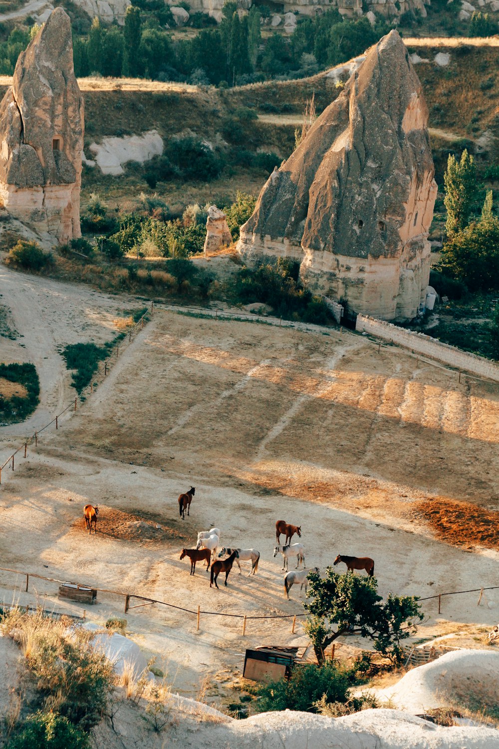 a group of horses standing around in a field