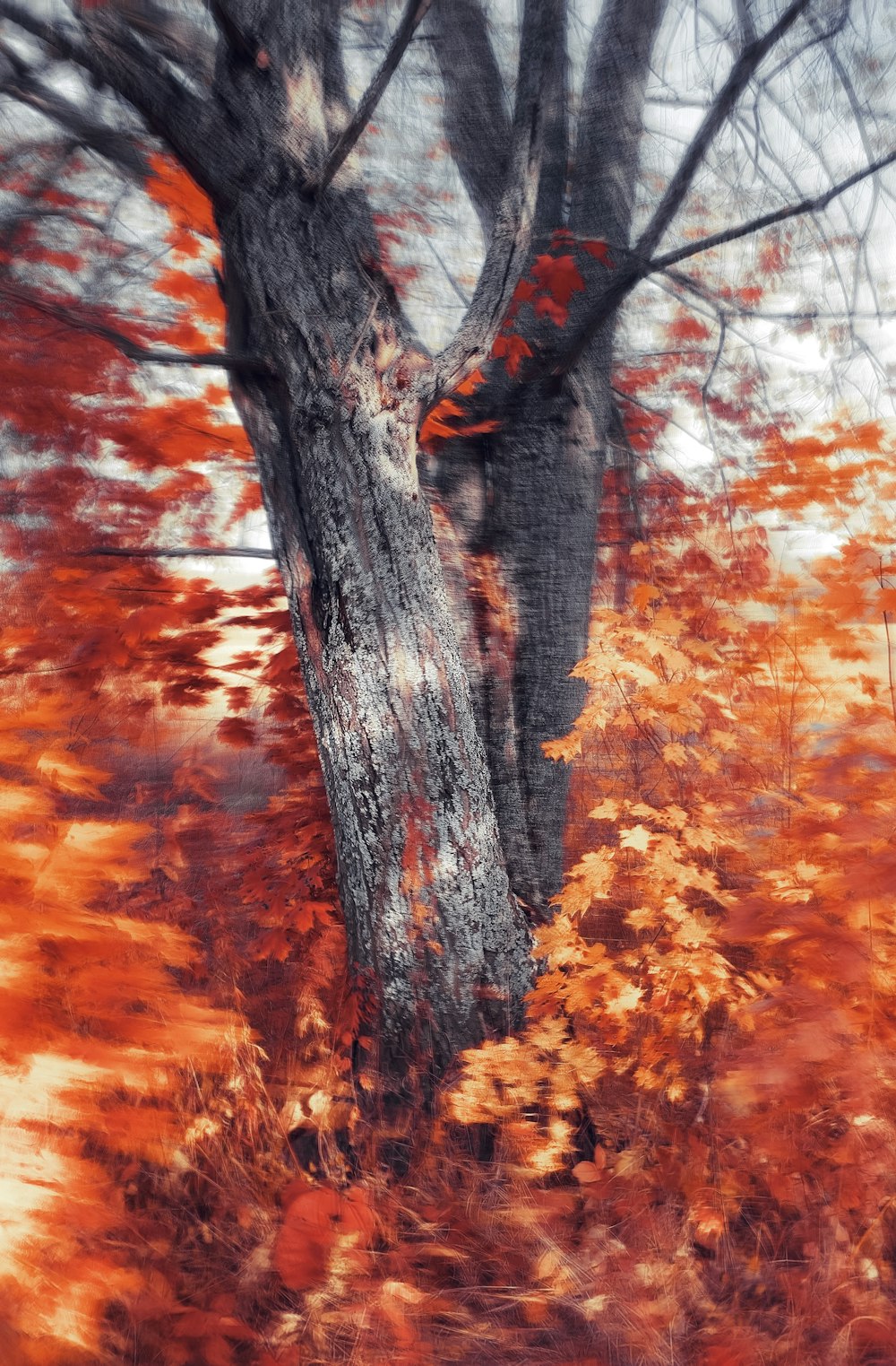 a blurry photo of a tree in the fall
