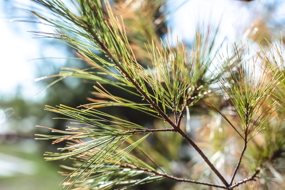 a close up of a pine tree branch