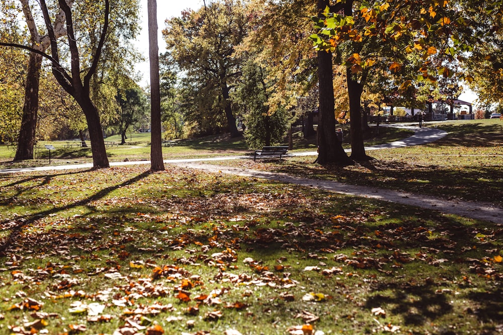 um parque com árvores e folhas no chão