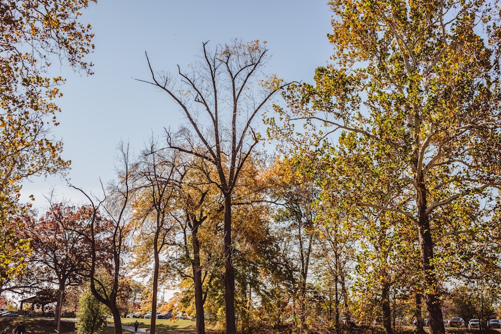 a park with lots of trees in the fall