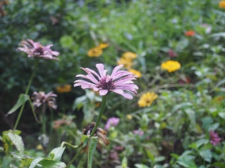 A close-up of colorful flowers in a lush garden.