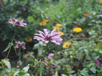 A close-up of colorful flowers in a lush garden.