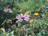 Close-up of bright, pollinator-friendly flowers blooming in a lush garden setting.