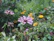 Close-up of bright, pollinator-friendly flowers blooming in a lush garden setting.