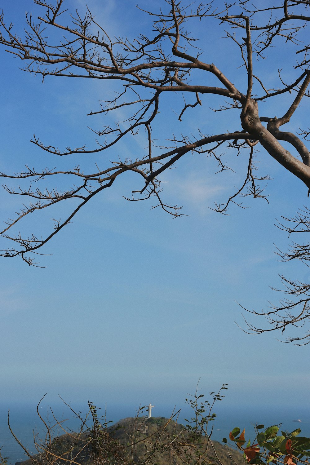 a bird is perched on a tree branch overlooking the ocean