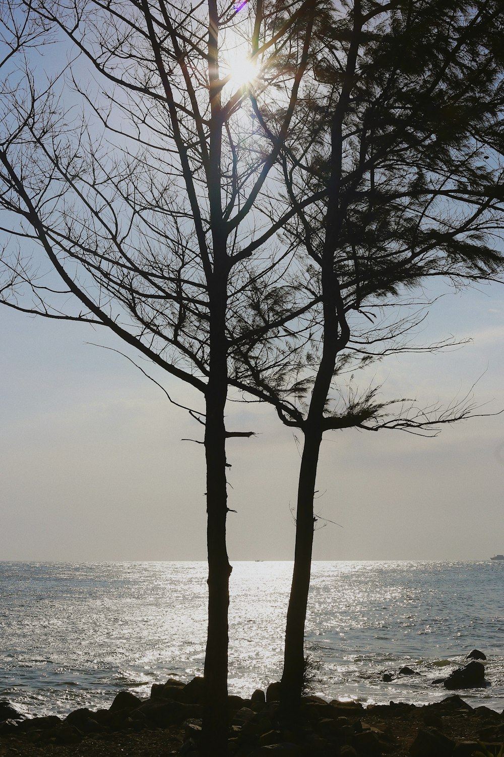 a couple of trees that are by the water