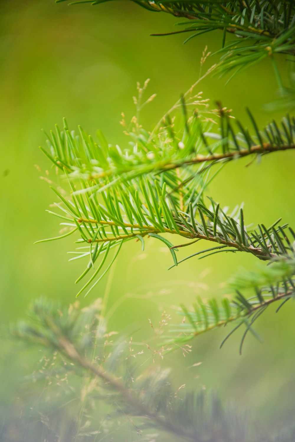 a close up of a pine tree branch