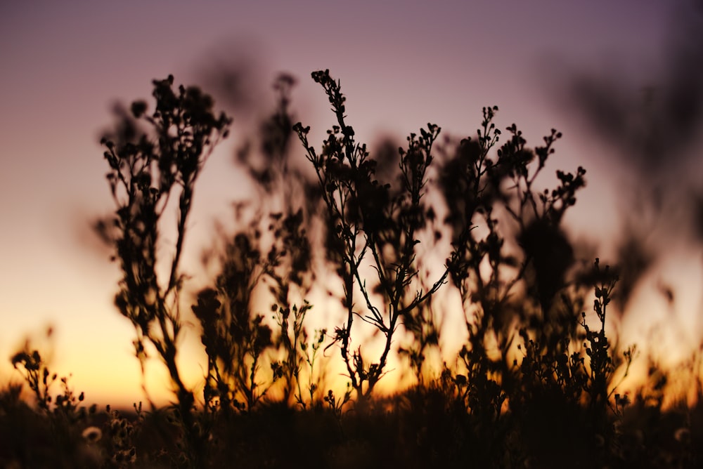 the silhouette of a plant against a sunset