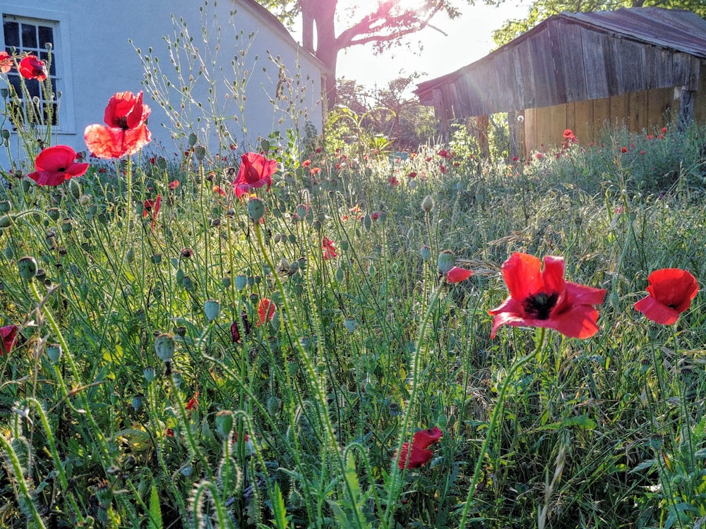 a field full of red flowers next to a building