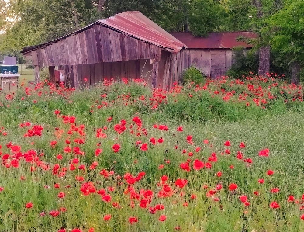 a field full of red flowers next to a barn