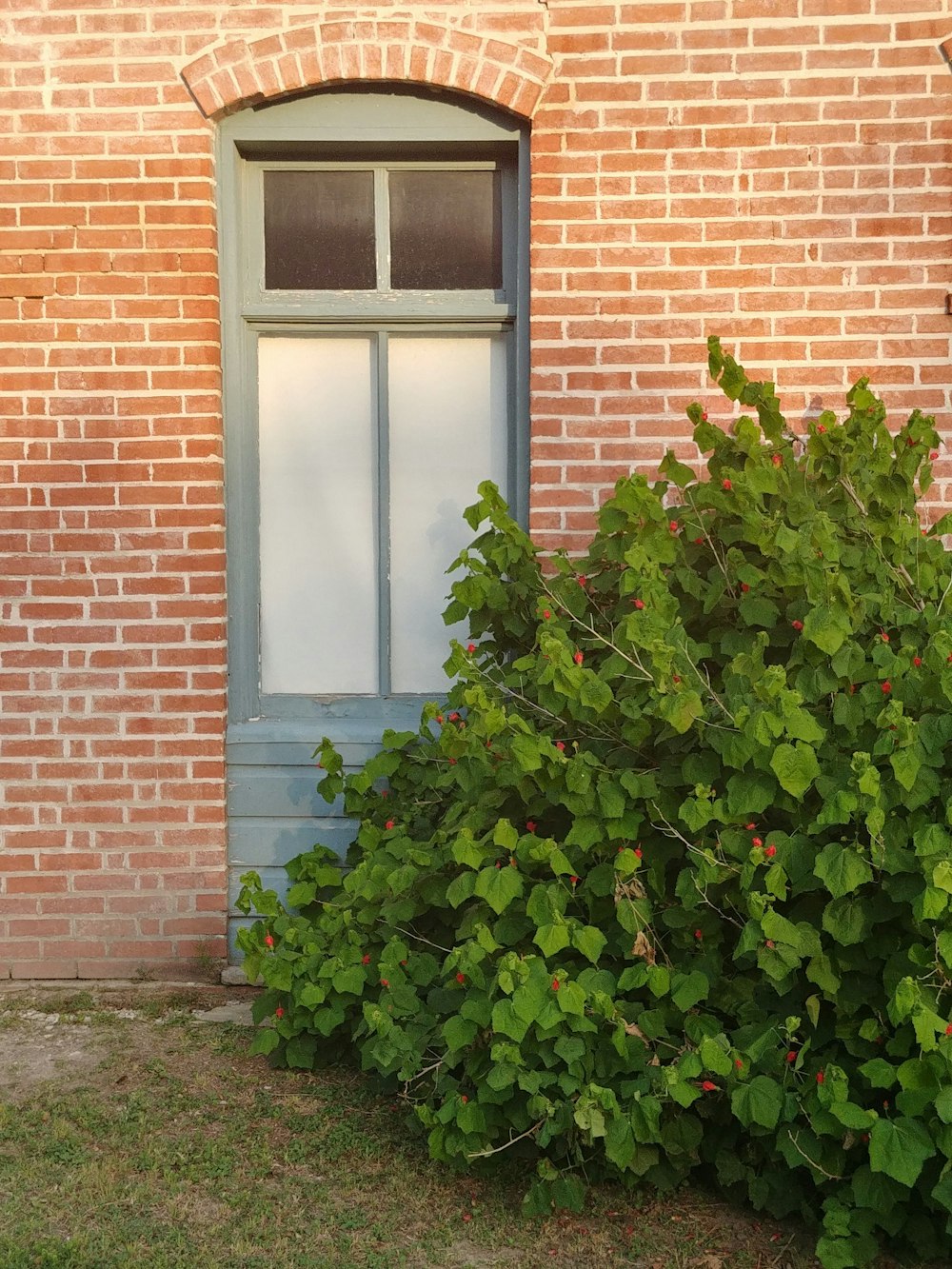 a red fire hydrant sitting next to a green bush