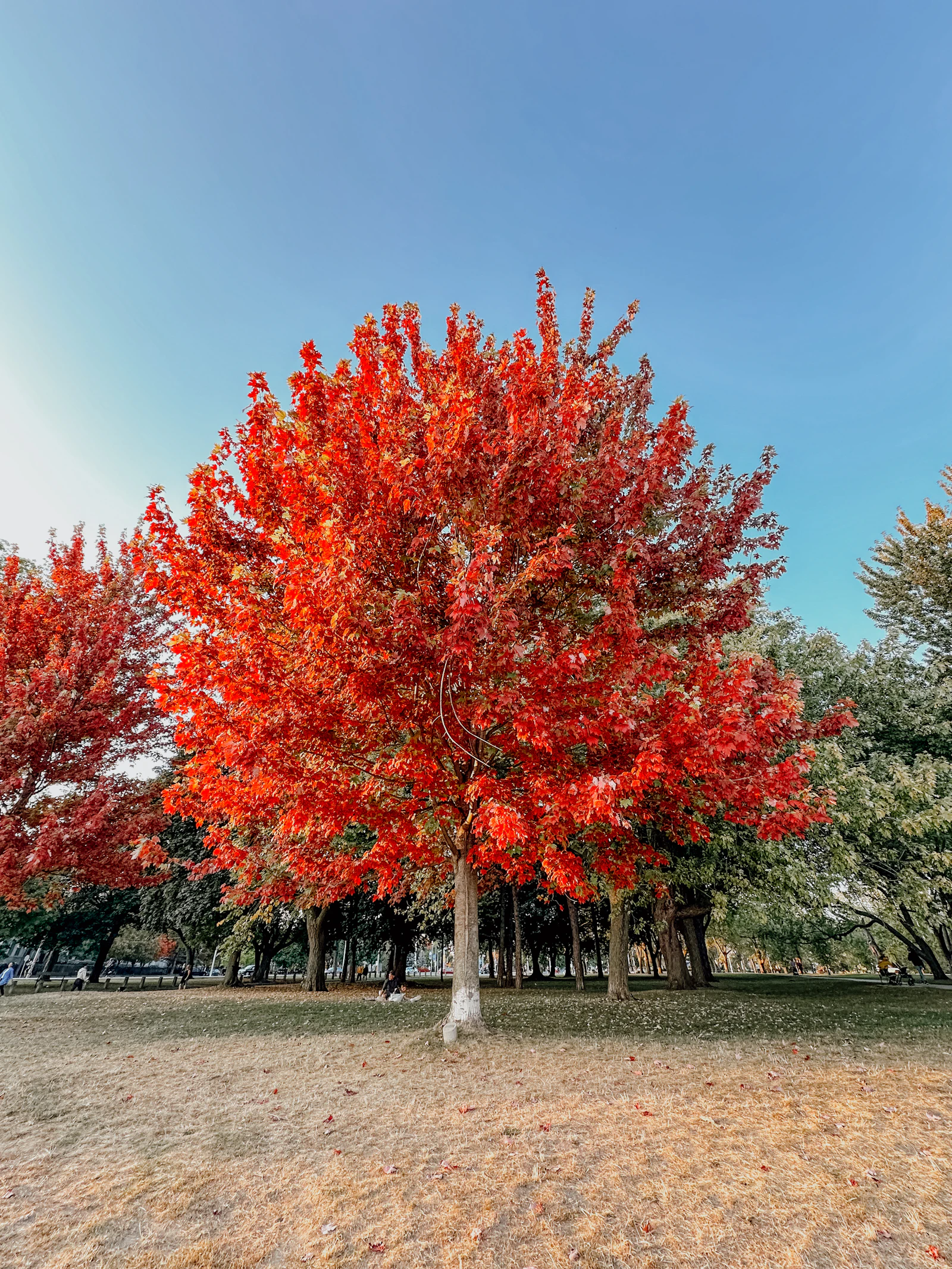 A maple tree turning deep red in a quiet Ontario park