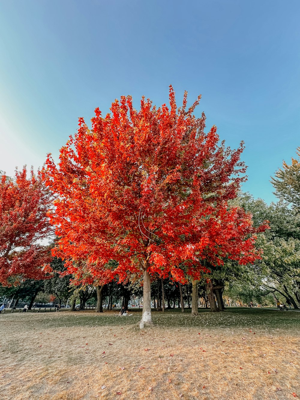 a tree with red leaves in a park