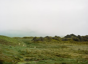 A misty morning view of rolling green hills dotted with grazing sheep in the English countryside.