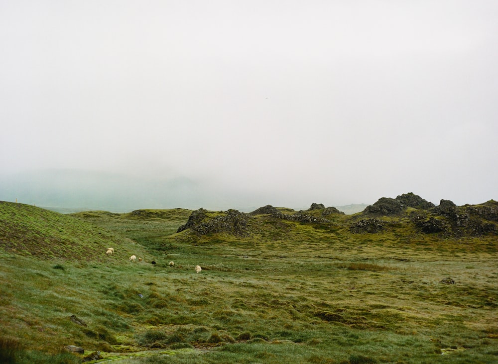 a group of sheep grazing on a lush green hillside